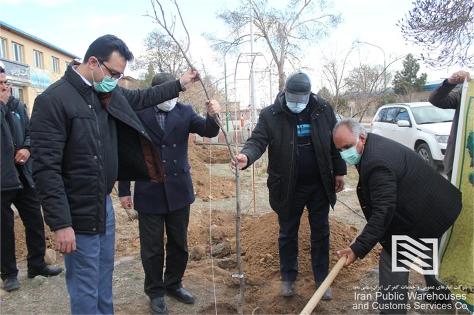 کاشت 400 اصله نهال به مناسبت هفته درختکاری در شرکت انبارهای عمومی و خدمات گمرکی منطقه ویژه اقتصادی سهلان
